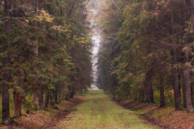 Mor yüksek ağaçları ile sonbahar orman tonda 