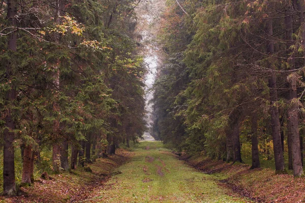 Mor yüksek ağaçları ile sonbahar orman tonda 