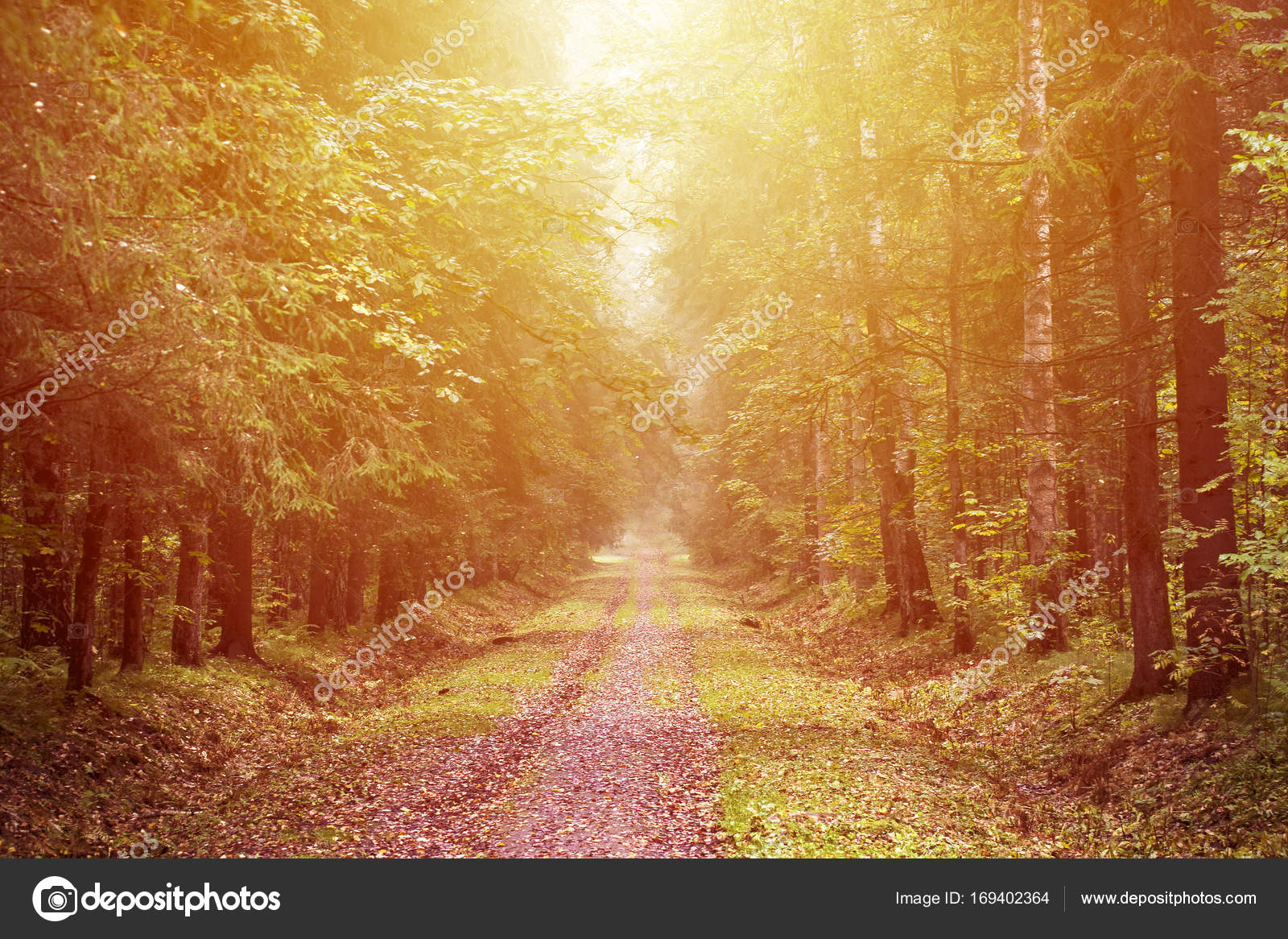Yellow Autumn Forest Background Stock Photo Image By C Barashenkov Gmail Com