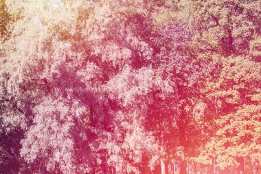 Pembe ağaç arka plan yaprak