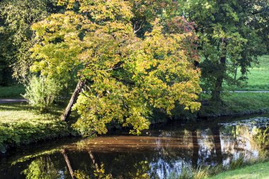 Sarı Sonbahar Ağacı 