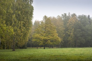 erken sonbahar orman