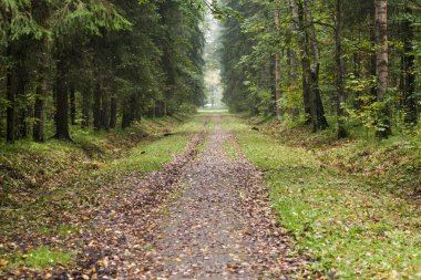 Ormanda düşen yapraklar ile yol.