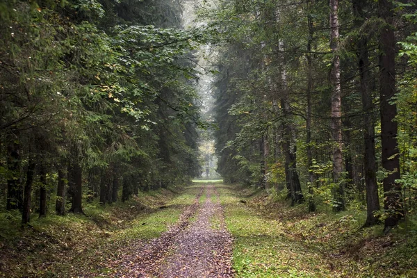 Şekilde düşmek orman 