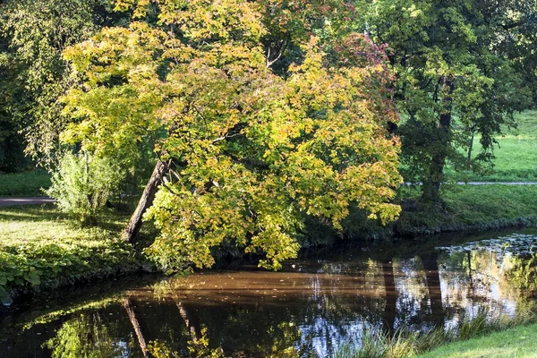 Sarı Sonbahar Ağacı 