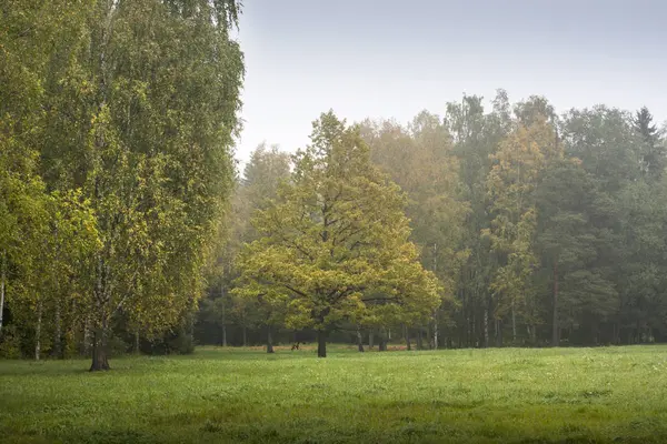 erken sonbahar orman