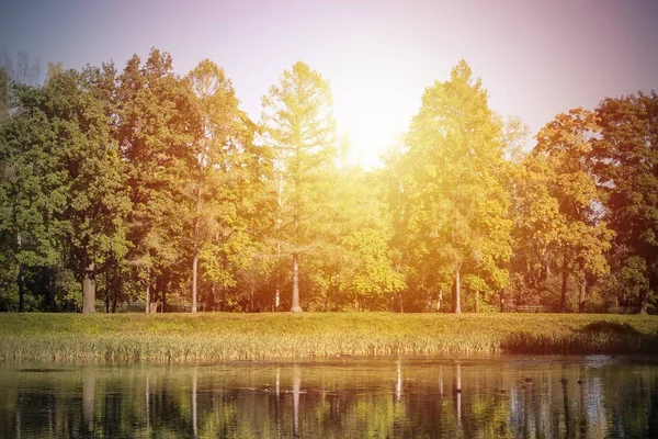  Orman sarı ağaçları ile gölde yansıtır