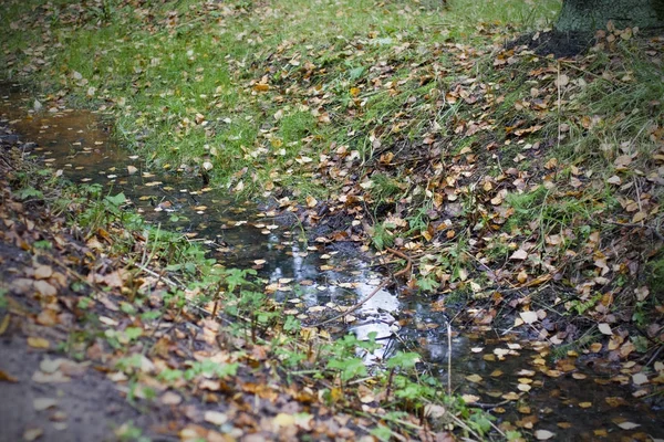 Puddle dans la forêt — Photo