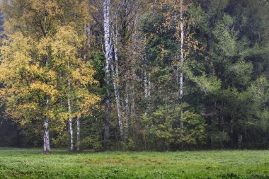 sonbahar Orman ağaçları