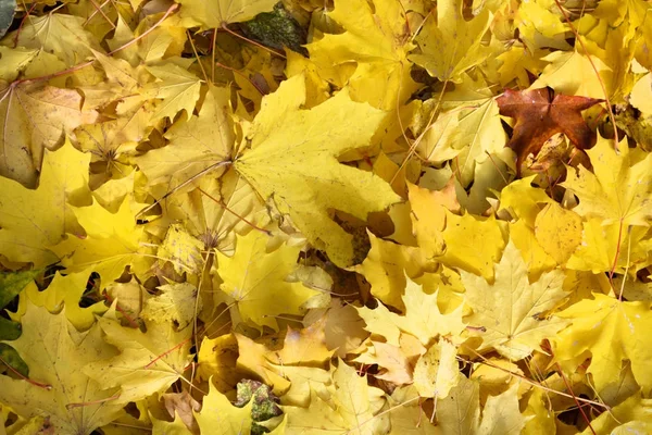 Hojas de otoño de fondo de cerca — Foto de Stock