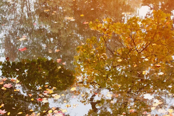 Reflejo de árboles de caída amarilla en el agua en el bosque — Foto de Stock