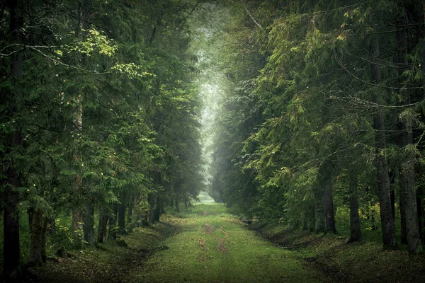 Tło zielony las. Obraz Stockowy