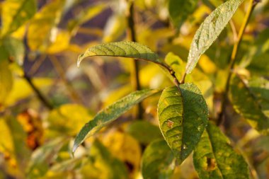 Yeşil yok ya da hasta 