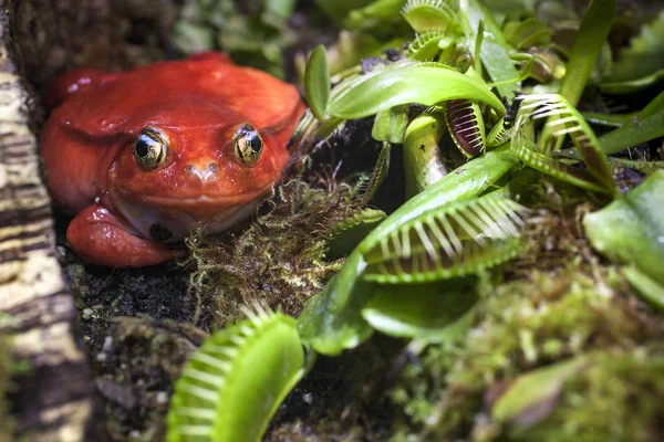 Красная лягушка в плотоядных растениях охотится на насекомых — стоковое фото