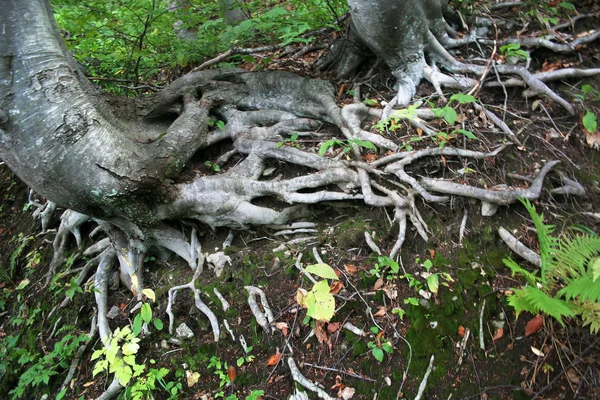 Síť z kořenů stromů v lese. — Stock fotografie