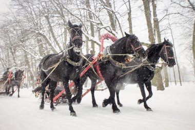 Geleneksel Rus siyah Troyka. 