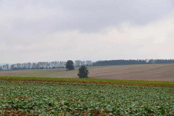 Herbstwetter auf landwirtschaftlichen Feldern. bewölkt. — Stockfoto