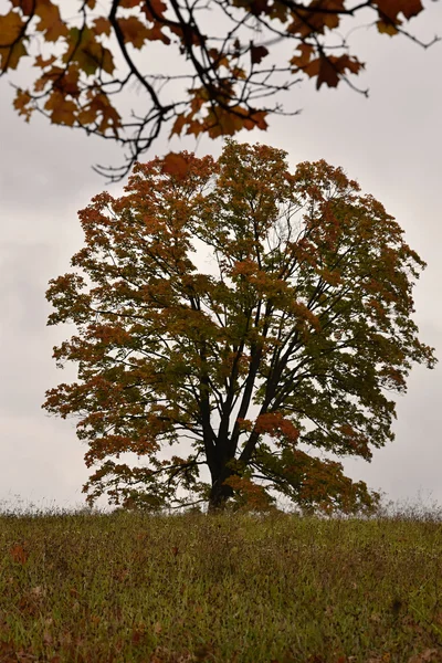 Big maple tree in a meadow in autumn colors.