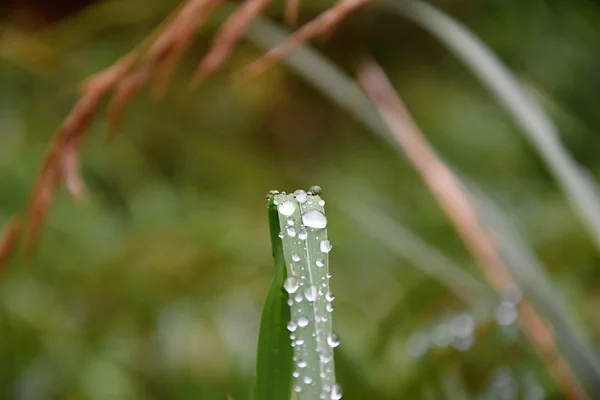 Drops of water on a green blade of grass. — Stock Photo, Image