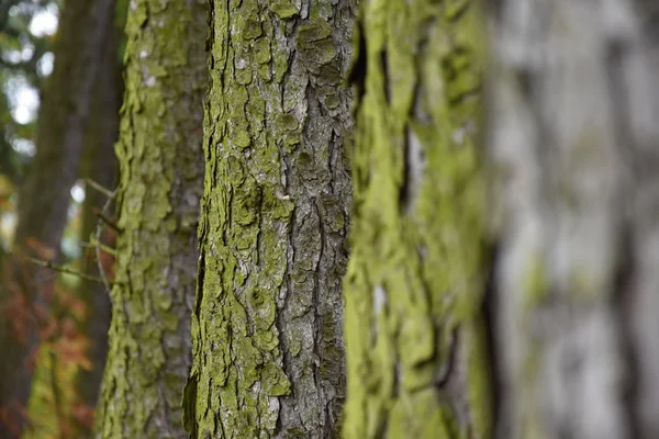 Quatro de pé atrás de troncos de árvore em uma floresta de lariço . — Fotografia de Stock