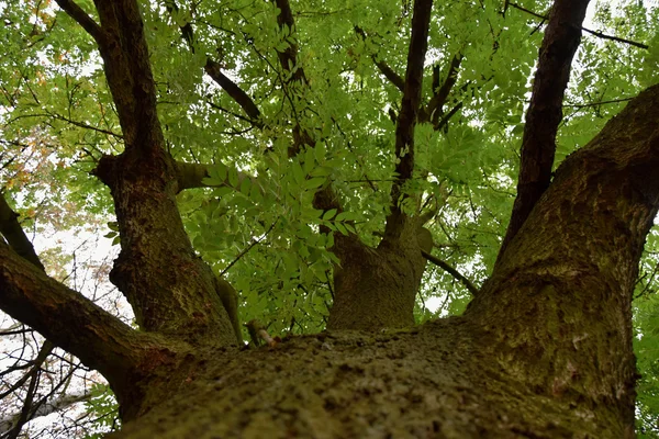 Regardant dans la couronne d'un grand frêne . — Photo