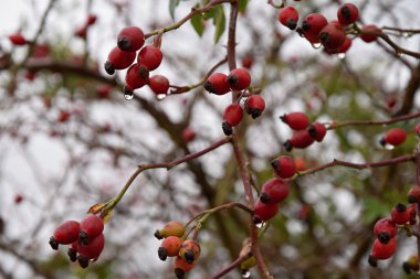 Sonbaharda bush su damlaları ile kırmızı meyveler ile yükseldi.