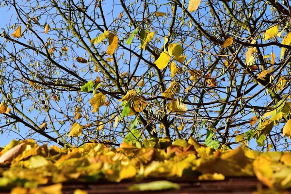 Fallen leaves on the roof in the autumn, focus on tree in the background.