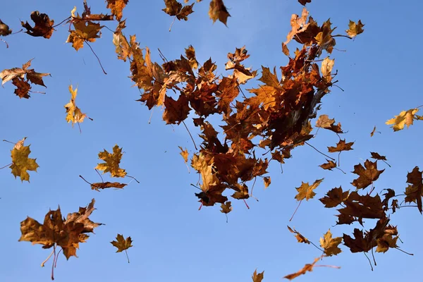 A hulló levelek, a kék ég háttér juhar fa. — Stock Fotó