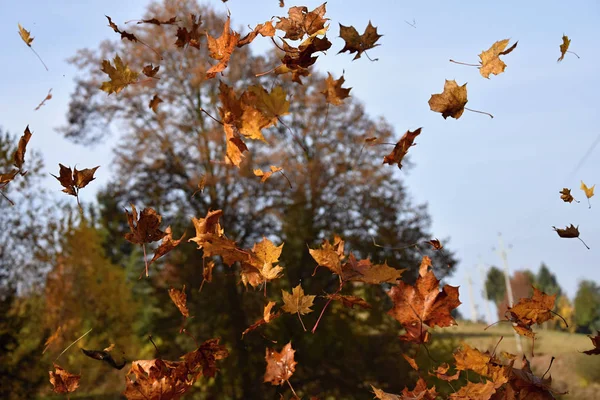 The falling leaves of a maple tree.