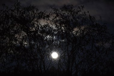 Ağaç dalları ile parlayan ay
