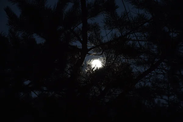Månen lyser igenom grenarna i en tall — Stockfoto