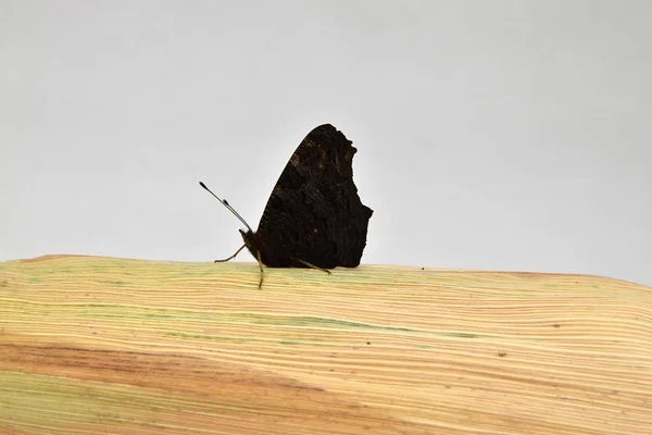 Pillangó Inachis io a kukorica csutka — Stock Fotó