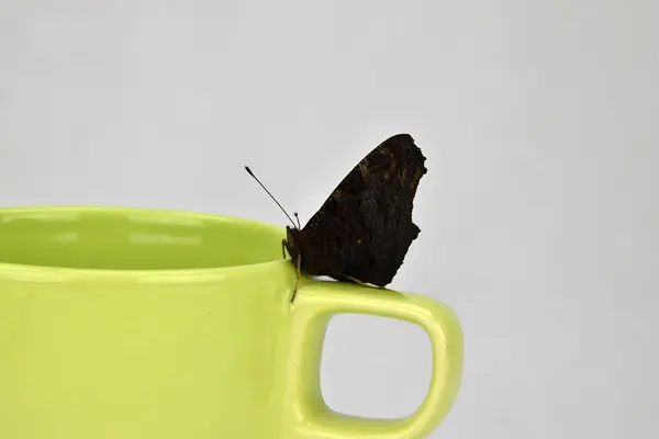 ライト グリーンのカップに蝶 Inachis io — ストック写真