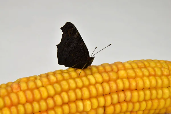 Motýl Inachis io na zralé obilí — Stock fotografie