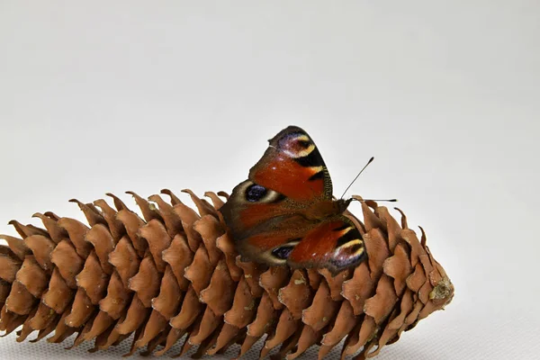 Motýl Inachis io na smrk kuželový — Stock fotografie