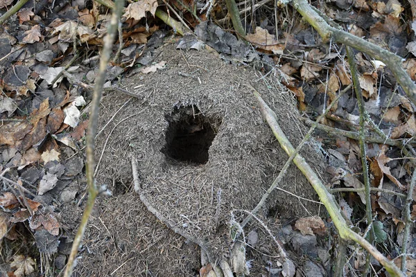 Dig out a hole in an anthill. — Stock Photo, Image