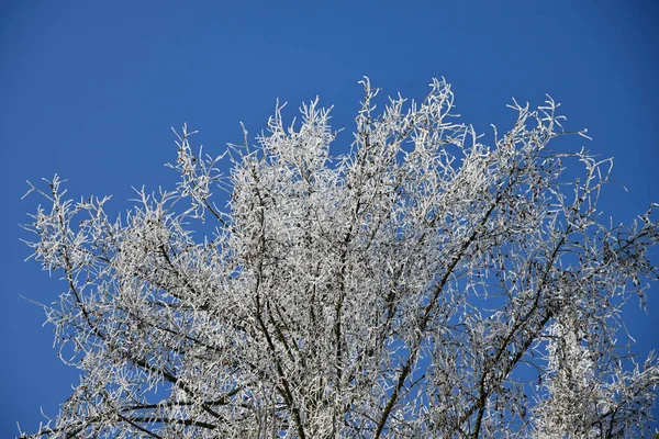 Mélèze à couronne gelée, ciel bleu . — Photo