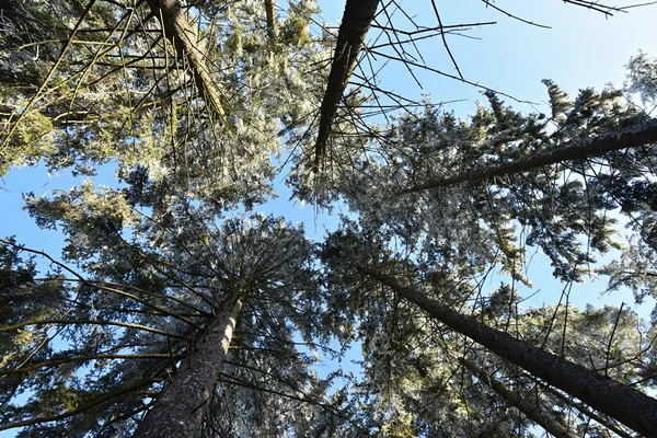Erfrierende Kronen-Fichten im Wald, vereiste Äste, blauer Himmel. — Stockfoto
