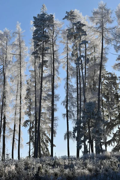 Fila congelada de árvores larício árvores, céu azul . — Fotografia de Stock