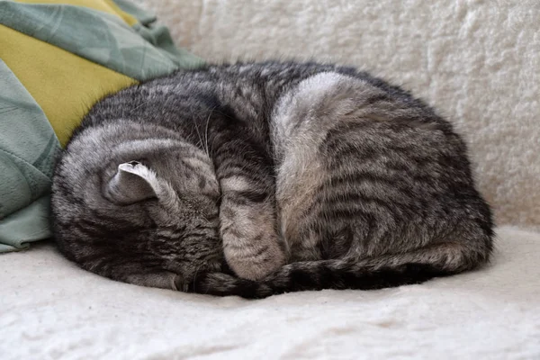 Pręgowany kot śpi na kanapie, ukrywanie głowę pod łapką. — Zdjęcie stockowe
