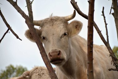 Otlaktaki inekler. Doğada yaşayan beyaz sığırlar. Et üretimi.