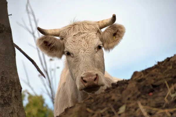 Kor i hagen. Vit boskap som lever utomhus i naturen. Köttras — Stockfoto