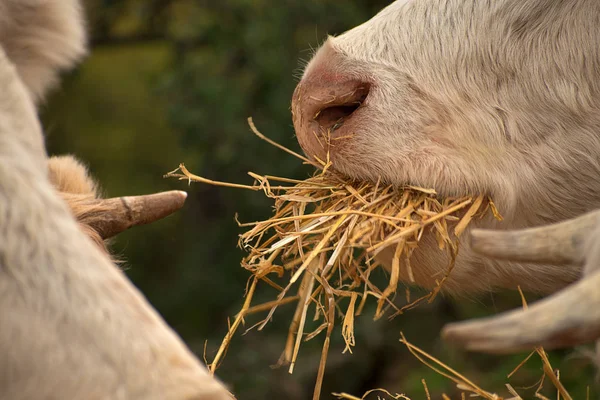 Tehenek a legelőn. Fehér marhák élnek a természetben. Hústenyésztés. A tehenek szalmát esznek — Stock Fotó