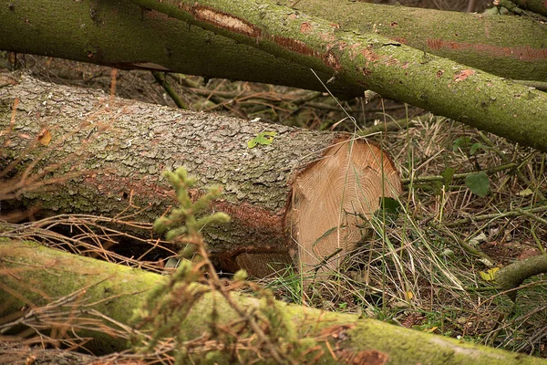 Árvores derrubadas que estão infestadas com besouro. A madeira está na floresta — Fotografia de Stock