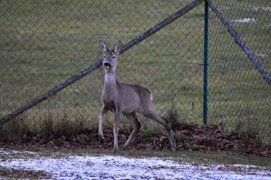 Ağılda bir ceset var. Çitin yanındaki orman hayvanları. Geyik parkta duruyor, kış.