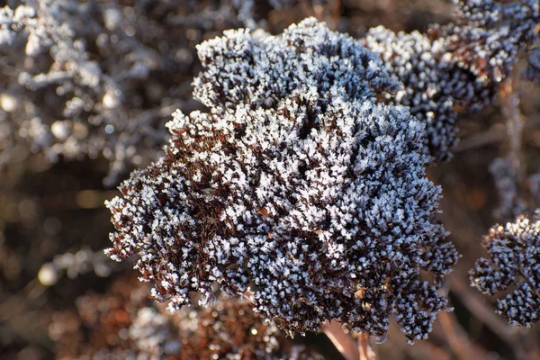 Fleurs sèches givrées dans le jardin. Heure d'hiver. Des cristaux de glace blanche. Le soleil brille sur l'herbe . — Photo