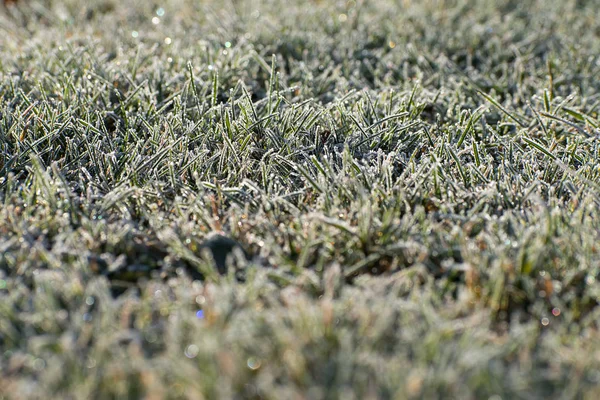 Herbe verte givrée dans le jardin. Heure d'hiver. Des cristaux de glace blanche. Le soleil brille sur l'herbe . — Photo