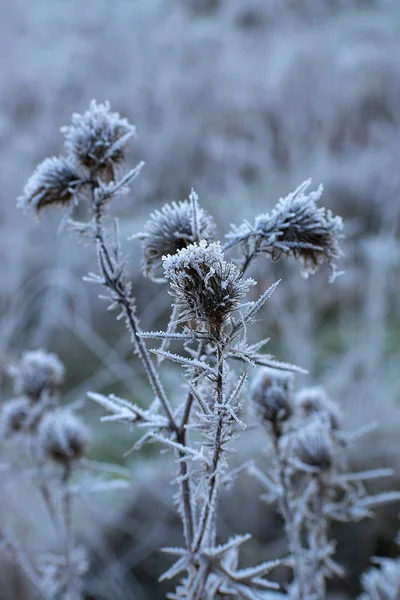 Herbe de prairie givrée. Heure d'hiver. Cristaux de glace blanche . — Photo