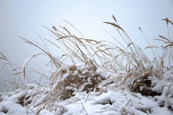 Erba Secca Coperta Neve Inverno Cielo Nuvoloso Orario Invernale — Foto Stock