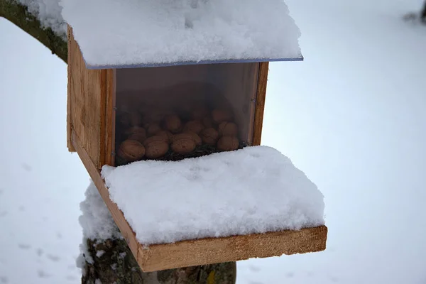 冬のリスの餌は雪で覆われています 家で作られた 冬のリスの助け — ストック写真